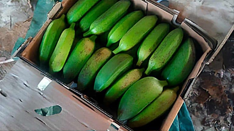 Cuba to Export Plantains to Canada